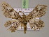  ( - BC ZSM Lep 14980)  @13 [ ] CreativeCommons - Attribution Non-Commercial Share-Alike (2010) Unspecified SNSB, Zoologische Staatssammlung Muenchen