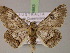  ( - BC ZSM Lep 14983)  @14 [ ] CreativeCommons - Attribution Non-Commercial Share-Alike (2010) Unspecified SNSB, Zoologische Staatssammlung Muenchen