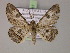  ( - BC ZSM Lep 14987)  @14 [ ] CreativeCommons - Attribution Non-Commercial Share-Alike (2010) Unspecified SNSB, Zoologische Staatssammlung Muenchen