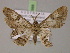  ( - BC ZSM Lep 14988)  @14 [ ] CreativeCommons - Attribution Non-Commercial Share-Alike (2010) Unspecified SNSB, Zoologische Staatssammlung Muenchen