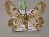  ( - BC ZSM Lep 14990)  @14 [ ] CreativeCommons - Attribution Non-Commercial Share-Alike (2010) Unspecified SNSB, Zoologische Staatssammlung Muenchen