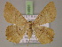  ( - BC ZSM Lep 14991)  @14 [ ] CreativeCommons - Attribution Non-Commercial Share-Alike (2010) Unspecified SNSB, Zoologische Staatssammlung Muenchen