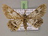  ( - BC ZSM Lep 14992)  @14 [ ] CreativeCommons - Attribution Non-Commercial Share-Alike (2010) Unspecified SNSB, Zoologische Staatssammlung Muenchen