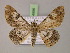  ( - BC ZSM Lep 14996)  @15 [ ] CreativeCommons - Attribution Non-Commercial Share-Alike (2010) Unspecified SNSB, Zoologische Staatssammlung Muenchen
