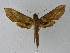  (Xylophanes elara - BC ZSM Lep 15200)  @14 [ ] CreativeCommons - Attribution Non-Commercial Share-Alike (2010) Unspecified SNSB, Zoologische Staatssammlung Muenchen