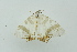  ( - BC ZSM Lep 15309)  @11 [ ] CreativeCommons - Attribution Non-Commercial Share-Alike (2010) Unspecified SNSB, Zoologische Staatssammlung Muenchen