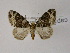  ( - BC ZSM Lep 03672)  @11 [ ] CreativeCommons - Attribution Non-Commercial Share-Alike (2010) Unspecified SNSB, Zoologische Staatssammlung Muenchen