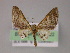  ( - BC ZSM Lep 04822)  @12 [ ] CreativeCommons - Attribution Non-Commercial Share-Alike (2010) Unspecified SNSB, Zoologische Staatssammlung Muenchen