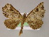 ( - BC ZSM Lep 04823)  @13 [ ] CreativeCommons - Attribution Non-Commercial Share-Alike (2010) Unspecified SNSB, Zoologische Staatssammlung Muenchen