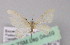  (Tricentrogyna collustrataAH01Ec - BC ZSM Lep 04859)  @13 [ ] CreativeCommons - Attribution Non-Commercial Share-Alike (2010) Unspecified SNSB, Zoologische Staatssammlung Muenchen