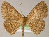  ( - BC ZSM Lep 04878)  @11 [ ] CreativeCommons - Attribution Non-Commercial Share-Alike (2010) Unspecified SNSB, Zoologische Staatssammlung Muenchen