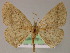  ( - BC ZSM Lep 04879)  @11 [ ] CreativeCommons - Attribution Non-Commercial Share-Alike (2010) Unspecified SNSB, Zoologische Staatssammlung Muenchen