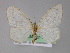  ( - BC ZSM Lep 04882)  @14 [ ] CreativeCommons - Attribution Non-Commercial Share-Alike (2010) Unspecified SNSB, Zoologische Staatssammlung Muenchen