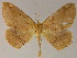  ( - BC ZSM Lep 04885)  @13 [ ] CreativeCommons - Attribution Non-Commercial Share-Alike (2010) Unspecified SNSB, Zoologische Staatssammlung Muenchen