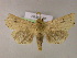  ( - BC ZSM Lep 06017)  @13 [ ] CreativeCommons - Attribution Non-Commercial Share-Alike (2010) Unspecified SNSB, Zoologische Staatssammlung Muenchen