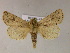  ( - BC ZSM Lep 06018)  @14 [ ] CreativeCommons - Attribution Non-Commercial Share-Alike (2010) Unspecified SNSB, Zoologische Staatssammlung Muenchen