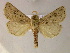  ( - BC ZSM Lep 06023)  @14 [ ] CreativeCommons - Attribution Non-Commercial Share-Alike (2010) Unspecified SNSB, Zoologische Staatssammlung Muenchen