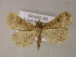  (Bleptina GB01Br - BC ZSM Lep 06025)  @13 [ ] CreativeCommons - Attribution Non-Commercial Share-Alike (2010) Unspecified SNSB, Zoologische Staatssammlung Muenchen