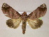  ( - BC ZSM Lep 06039)  @14 [ ] CreativeCommons - Attribution Non-Commercial Share-Alike (2010) Unspecified SNSB, Zoologische Staatssammlung Muenchen