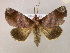  ( - BC ZSM Lep 06052)  @15 [ ] CreativeCommons - Attribution Non-Commercial Share-Alike (2010) Unspecified SNSB, Zoologische Staatssammlung Muenchen