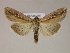  (Dargida albilinea - BC ZSM Lep 06071)  @14 [ ] CreativeCommons - Attribution Non-Commercial Share-Alike (2010) Unspecified SNSB, Zoologische Staatssammlung Muenchen