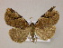  (Stibaera minor - BC ZSM Lep 06078)  @14 [ ] CreativeCommons - Attribution Non-Commercial Share-Alike (2010) Unspecified SNSB, Zoologische Staatssammlung Muenchen