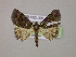  ( - BC ZSM Lep 06088)  @13 [ ] CreativeCommons - Attribution Non-Commercial Share-Alike (2010) Unspecified SNSB, Zoologische Staatssammlung Muenchen