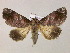  ( - BC ZSM Lep 06090)  @14 [ ] CreativeCommons - Attribution Non-Commercial Share-Alike (2010) Unspecified SNSB, Zoologische Staatssammlung Muenchen