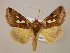  (Megalographa - BC ZSM Lep 06096)  @15 [ ] CreativeCommons - Attribution Non-Commercial Share-Alike (2010) Unspecified SNSB, Zoologische Staatssammlung Muenchen