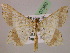  ( - BC ZSM Lep 07360)  @11 [ ] CreativeCommons - Attribution Non-Commercial Share-Alike (2010) Unspecified SNSB, Zoologische Staatssammlung Muenchen