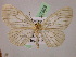  (Hydatoscia AH01Pe - BC ZSM Lep 07369)  @14 [ ] CreativeCommons - Attribution Non-Commercial Share-Alike (2010) Unspecified SNSB, Zoologische Staatssammlung Muenchen