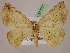  ( - BC ZSM Lep 07373)  @13 [ ] CreativeCommons - Attribution Non-Commercial Share-Alike (2010) Unspecified SNSB, Zoologische Staatssammlung Muenchen
