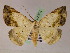  ( - BC ZSM Lep 07374)  @13 [ ] CreativeCommons - Attribution Non-Commercial Share-Alike (2010) Unspecified SNSB, Zoologische Staatssammlung Muenchen
