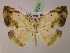  (Eusarca AH09Pe - BC ZSM Lep 07375)  @13 [ ] CreativeCommons - Attribution Non-Commercial Share-Alike (2010) Unspecified SNSB, Zoologische Staatssammlung Muenchen