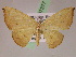  (Patalene AH01Pe - BC ZSM Lep 07377)  @14 [ ] CreativeCommons - Attribution Non-Commercial Share-Alike (2010) Unspecified SNSB, Zoologische Staatssammlung Muenchen