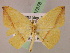  (Patalene hamulataAH01Pe - BC ZSM Lep 07378)  @13 [ ] CreativeCommons - Attribution Non-Commercial Share-Alike (2010) Unspecified SNSB, Zoologische Staatssammlung Muenchen