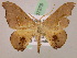  ( - BC ZSM Lep 07379)  @14 [ ] CreativeCommons - Attribution Non-Commercial Share-Alike (2010) Unspecified SNSB, Zoologische Staatssammlung Muenchen
