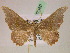  ( - BC ZSM Lep 07380)  @14 [ ] CreativeCommons - Attribution Non-Commercial Share-Alike (2010) Unspecified SNSB, Zoologische Staatssammlung Muenchen
