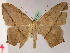  ( - BC ZSM Lep 07384)  @13 [ ] CreativeCommons - Attribution Non-Commercial Share-Alike (2010) Unspecified SNSB, Zoologische Staatssammlung Muenchen