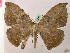  (Oxydia mexicataAH01 - BC ZSM Lep 07385)  @14 [ ] CreativeCommons - Attribution Non-Commercial Share-Alike (2010) Unspecified SNSB, Zoologische Staatssammlung Muenchen