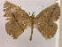  (Oxydia apidaniaAH03Pe - BC ZSM Lep 07386)  @14 [ ] CreativeCommons - Attribution Non-Commercial Share-Alike (2010) Unspecified SNSB, Zoologische Staatssammlung Muenchen
