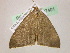  ( - BC ZSM Lep 07401)  @12 [ ] CreativeCommons - Attribution Non-Commercial Share-Alike (2010) Unspecified SNSB, Zoologische Staatssammlung Muenchen
