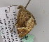  ( - BC ZSM Lep 07426)  @12 [ ] CreativeCommons - Attribution Non-Commercial Share-Alike (2010) Unspecified SNSB, Zoologische Staatssammlung Muenchen