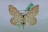  (Idaea JG01Tr - BC ZSM Lep 08719)  @11 [ ] Copyright (2010) Unspecified SNSB, Zoologische Staatssammlung Muenchen