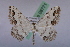  (Scopula JG01Tr - BC ZSM Lep 08771)  @11 [ ] Copyright (2010) Unspecified SNSB, Zoologische Staatssammlung Muenchen