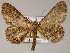  ( - BC ZSM Lep 10192)  @14 [ ] CreativeCommons - Attribution Non-Commercial Share-Alike (2010) Unspecified SNSB, Zoologische Staatssammlung Muenchen