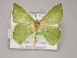  ( - BC ZSM Lep 10208)  @11 [ ] CreativeCommons - Attribution Non-Commercial Share-Alike (2010) Unspecified SNSB, Zoologische Staatssammlung Muenchen