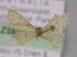  ( - BC ZSM Lep 10213)  @11 [ ] CreativeCommons - Attribution Non-Commercial Share-Alike (2010) Unspecified SNSB, Zoologische Staatssammlung Muenchen