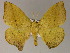  ( - BC ZSM Lep 10224)  @13 [ ] CreativeCommons - Attribution Non-Commercial Share-Alike (2010) Unspecified SNSB, Zoologische Staatssammlung Muenchen