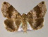  ( - BC ZSM Lep 10256)  @11 [ ] CreativeCommons - Attribution Non-Commercial Share-Alike (2010) Unspecified SNSB, Zoologische Staatssammlung Muenchen